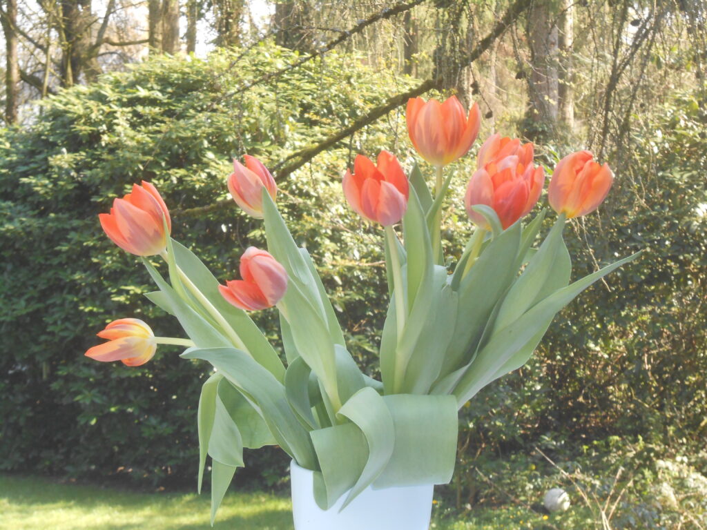 Orangene Tulpen, um sich hygge einrichten zu können