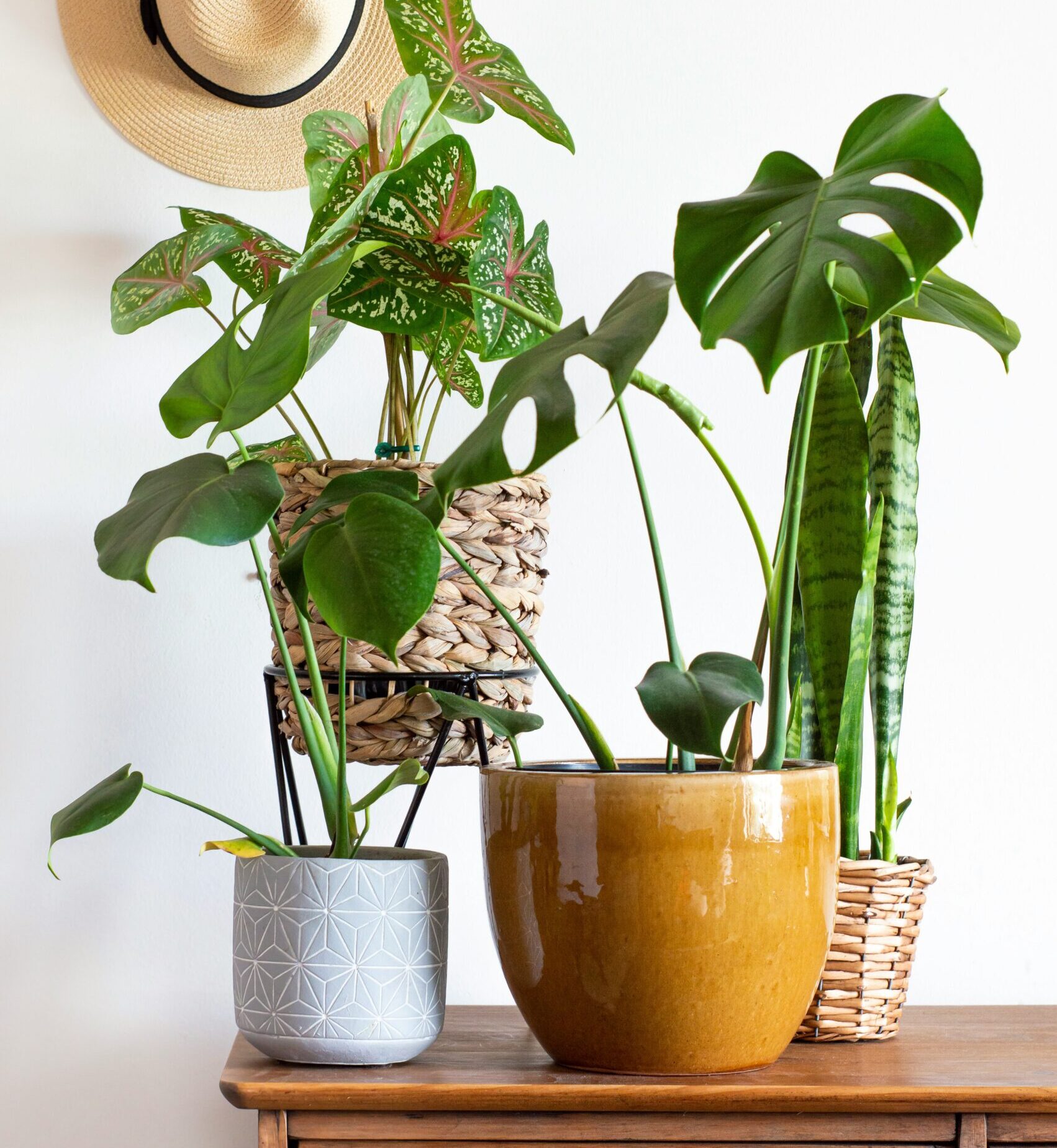 Pflanzen auf einem side board.